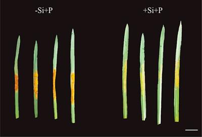 Silicon improves the photosynthetic performance of oat leaves infected with Puccinia graminis f. sp. avenae